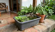6 Ide Mini Pond dari Pot Bekas untuk Percantik Teras Rumah Tanpa Banyak Biaya