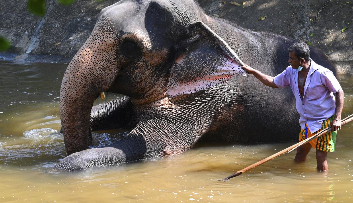 Seorang pawang memandikan gajah di taman umum pada hari pertama prosesi Buddhis Navam tahunan terbesar selama dua hari di kota itu, yang juga dikenal sebagai festival Perahera, di Kolombo, Sri Lanka (15/2/2022). (AFP/Ishara S. Kodikara)