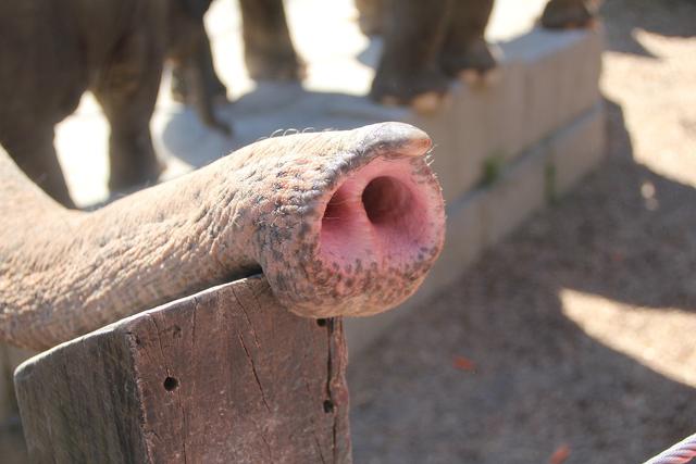 Hal Serupa di Taman Gajah Lainnya