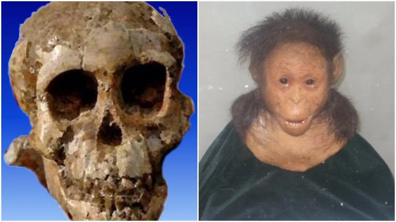 Fosil Selam, bocah tertua di dunia, ditemukan di Ethiopia (National Museum Addis Ababa)