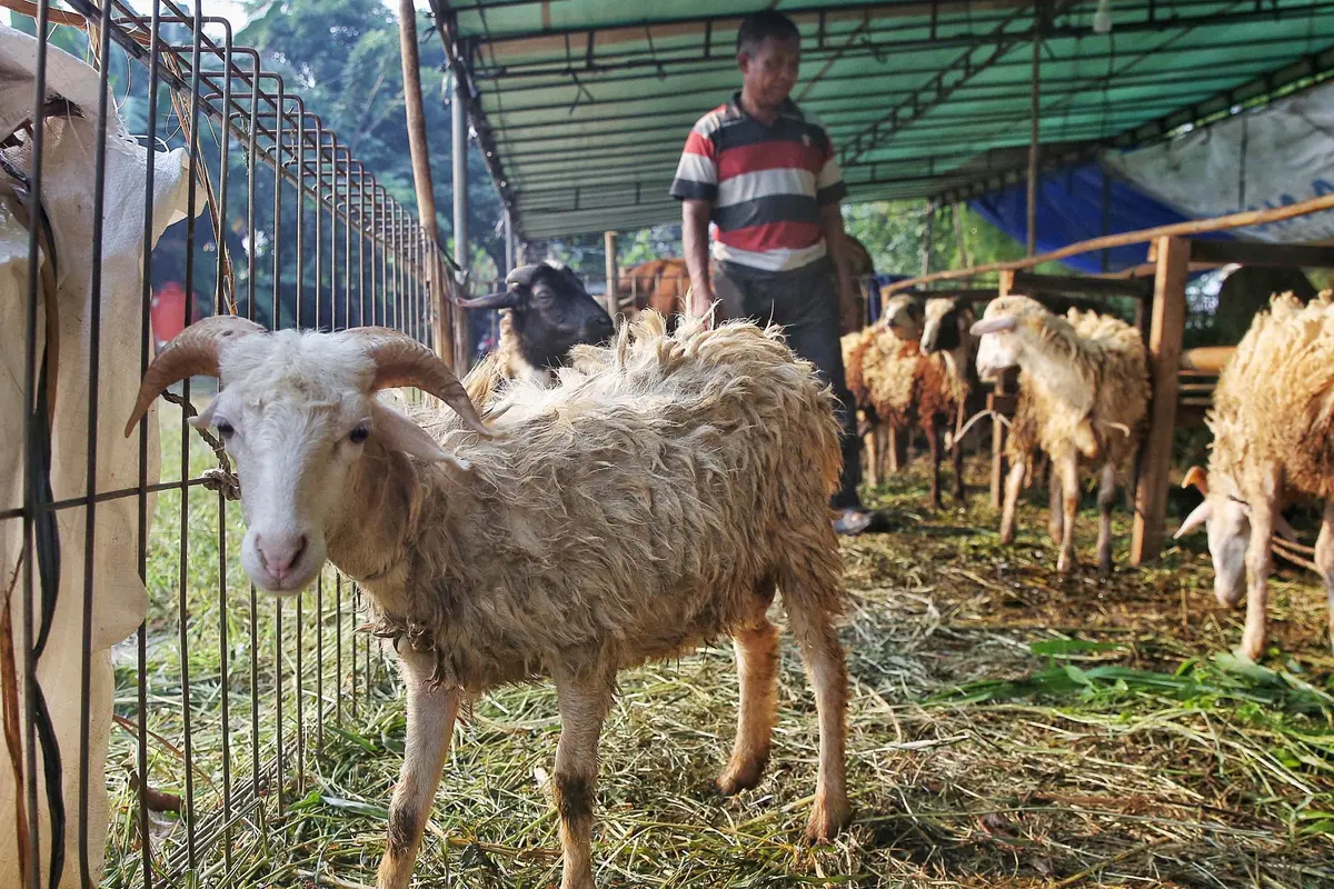 Jelang Idul Adha 1446 Hijriah, Penjualan Hewan Kurban Marak di Jakarta