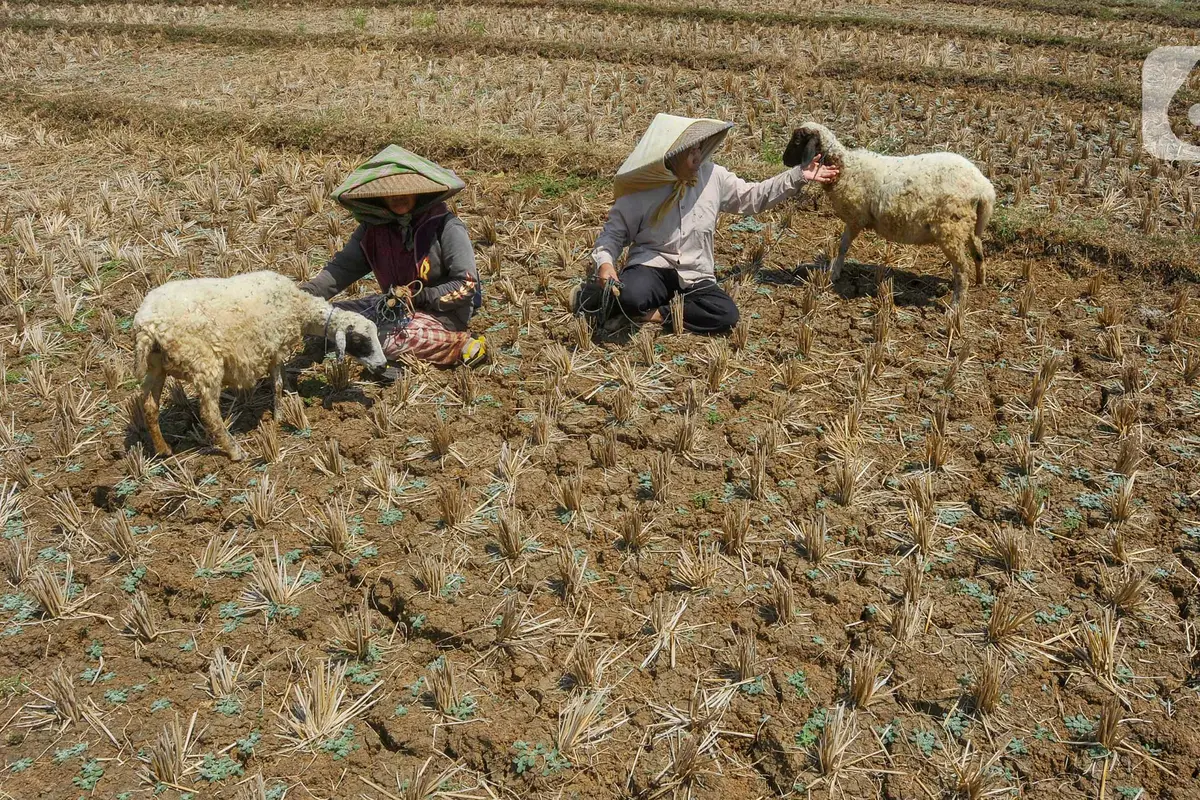 Kemarau Panjang Akibat El Nino