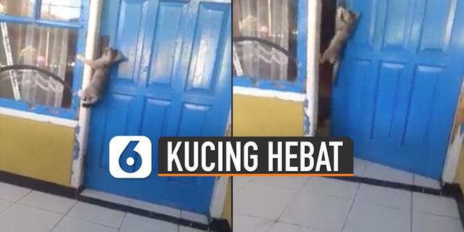 VIDEO: Hebat, Aksi Kucing Mahir Buka Sendiri Pintu Rumah