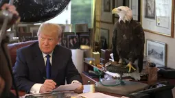 Kandidat calon presiden AS, Donald Trump duduk didampingi burung elang yang sudah berumur 27 tahun saat sesi pengambilan foto di kantor Majalah TIME untuk nominasi dia sebagai Person of the Year, Kamis (10/12). (REUTERS/TIME Magazine)