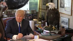 Kandidat calon presiden AS, Donald Trump duduk didampingi burung elang yang sudah berumur 27 tahun saat sesi pengambilan foto di kantor Majalah TIME untuk nominasi dia sebagai Person of the Year, Kamis (10/12). (REUTERS/TIME Magazine)