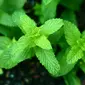 Selain sebagai penyegar napas, daun mint juga dikenal sebagai herbal yang memiliki sejumlah manfaat kesehatan