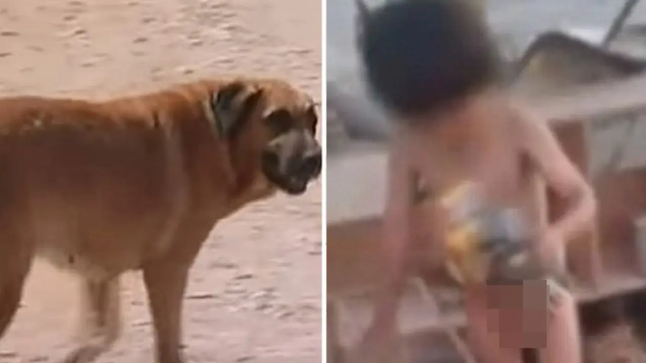 Dibuang Ibu Sendiri, Balita Ini Bertahan Hidup dari Susu Anjing