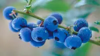 Masih ada lagi manfaat bluberi yang wajib Anda ketahui, berikut alasan agar tetap mengonsumsi buah kecil berwarna biru gelap ini