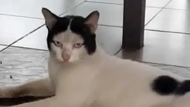 6 Motif Bulu Kucing Ini Berbentuk Sesuatu, Corak Langka