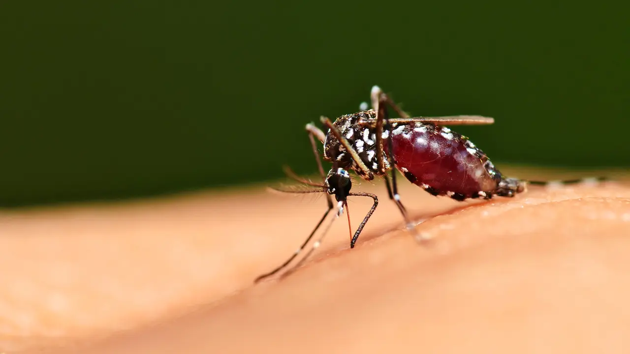 Chikungunya Adalah Flu Tulang, Kenali Gejala dan Penyebabnya