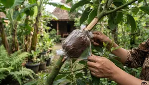 Cara Cangkok Alpukat agar Cepat Berakar dan Tumbuh Subur di Rumah