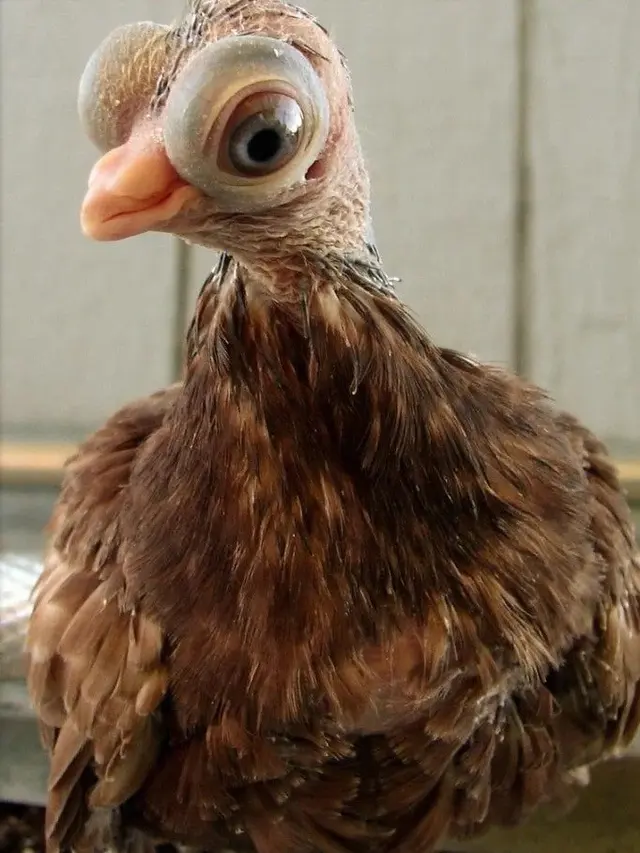 Merpati Bermata Melotot