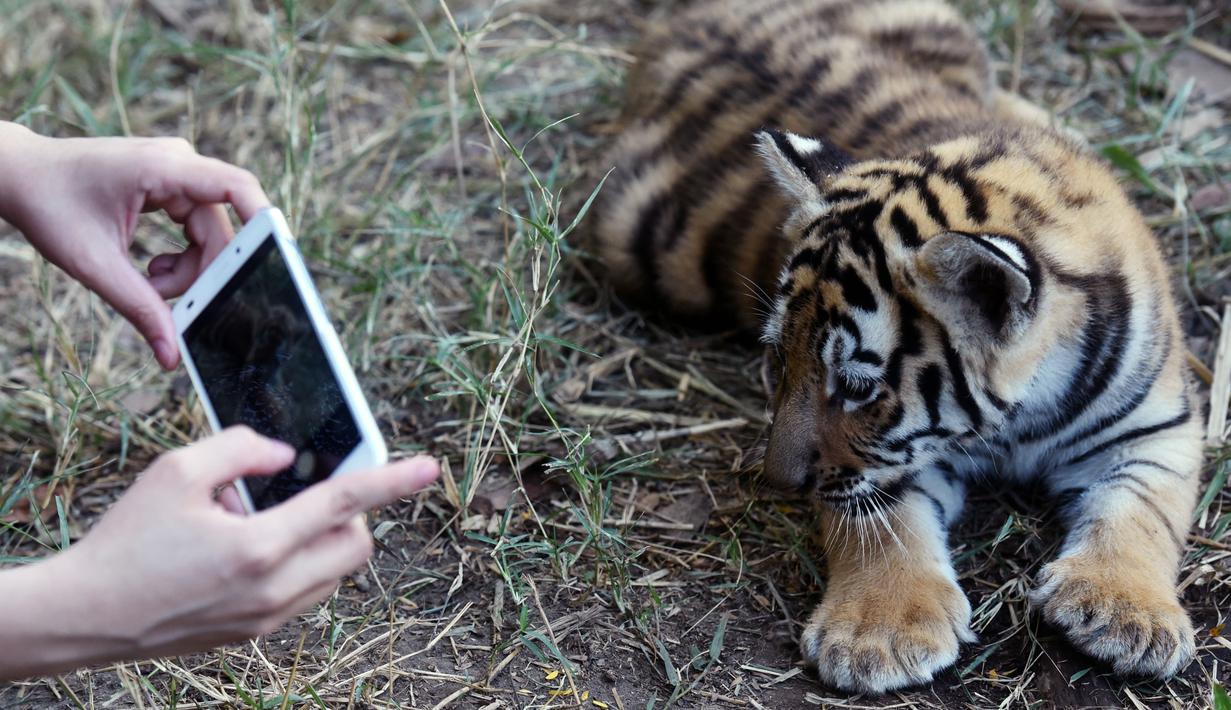 Seekor anak Harimau Bengal difoto dengan ponsel di penampungan hewan FURESA, Jayaque, San Salvador, Selasa (31/1). Empat anak harimau bengal, sebuah spesies yang terancam punah, berhasil lahir melalui persalinan normal. (AFP PHOTO/ Marvin RECINOS)