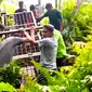 Petugas membawa box trap atau kandang jebak untuk mengevakuasi harimau sumatra dari Desa Teluk Lanus, Kabupaten Siak. (Liputan6.com/Dok BBKSDA Riau)