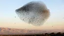 Sekawanan burung jalak eropa (Sturnus vulgaris) terbang berkelompok membentuk pola saat bermigrasi melintasi Lembah Jordan di Tepi Barat, sepanjang perbatasan dengan Yordania pada 3 Februari 2019. (MENAHEM KAHANA / AFP)