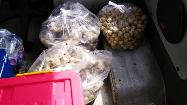 Bakso yang disita petugas BBPOM Pekanbaru karena mengandung bahan berbahaya.