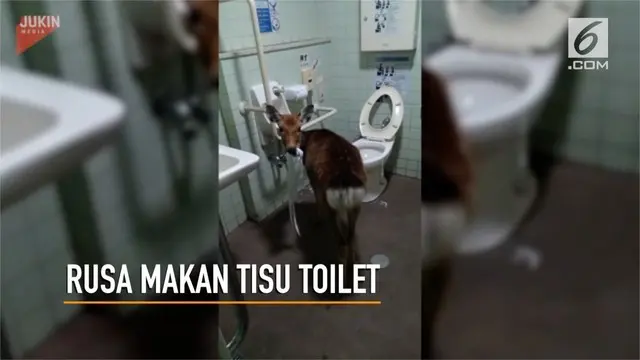 Seekor rusa ditemukan di dalam toilet umum, tengah memakan tisu.