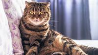 5 Most Rare and Unique Cat Types in The World