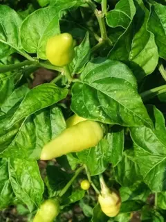 Ilustrasi Tanaman Cabai/Photo by Vrlibs Studio on Unsplash