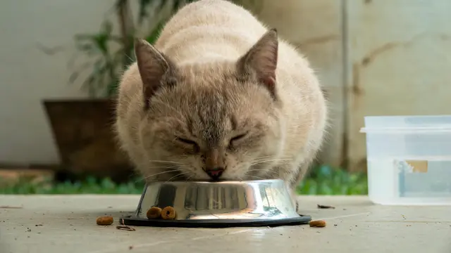 Kucing makan