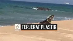 Seekor anjing laut mengalami nasib buruk lantaran terjerat limbah plastik di pantai kota Donghae, Korea. Meski plastik berhasil dilepaskan, bekas jeratan masih terlihat di leher anjing laut.