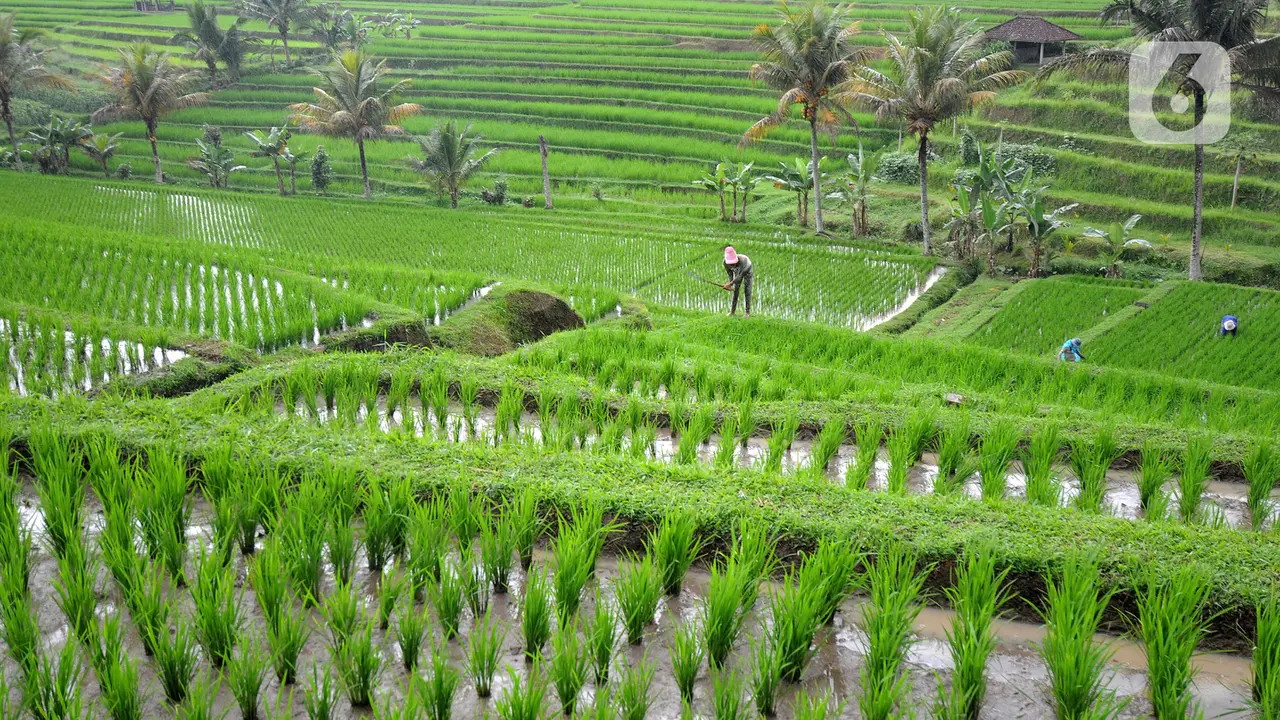 Merawat Tanaman Padi di Terasering Jatiluwih