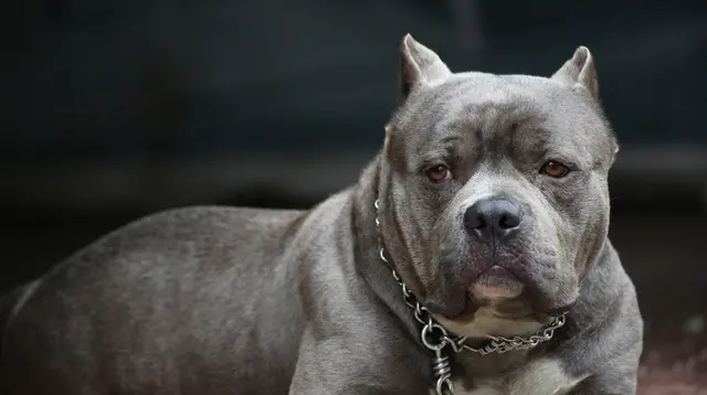 Deretan Kasus Tragis Pitbull Serang Manusia