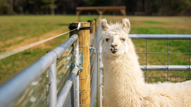 Llama