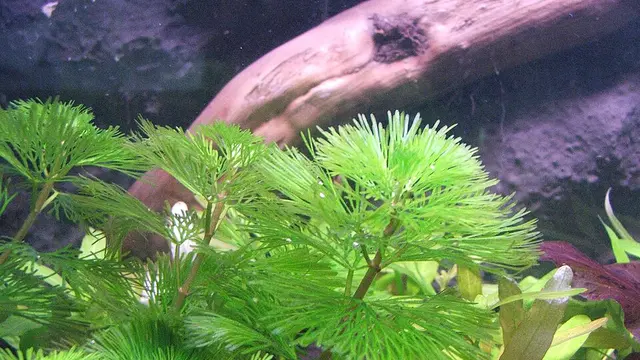 Cabomba