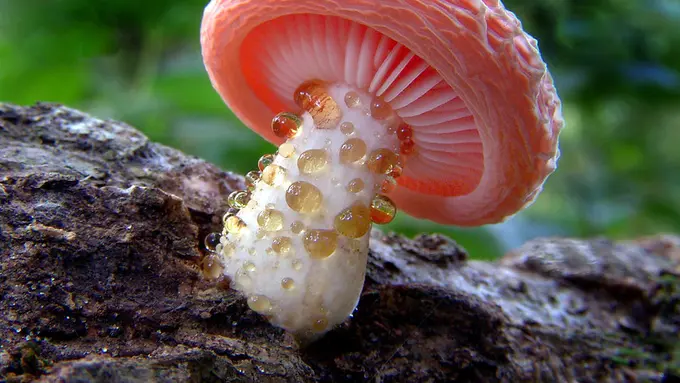 8 Jamur Ajaib yang Unik dan Juga Sangat Indah