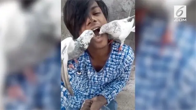 Pria asal Rajashtan, India memberikan makan dua burung merpati peliharaannya dengan cara unik. Ia membiarkan hewan peliharaannya makan gandum langsung dari mulutnya.