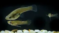 Peluang Usaha Ternak Ikan Cere Modal Cari di Sungai, Bisnis Sederhana yang Jarang Dilirik