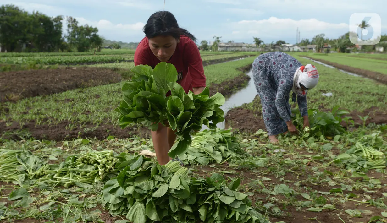 Petani memanen sawi di Para Meter Utara Desa Selapanjang, Tangerang Banten, Selasa (23/11/2021). Petani menjualnya satu gabuk  isi 20 ikat dengan harga Rp 60 ribu rupiah ke pasar induk Tangerang. (merdeka.com/Imam Buhori)