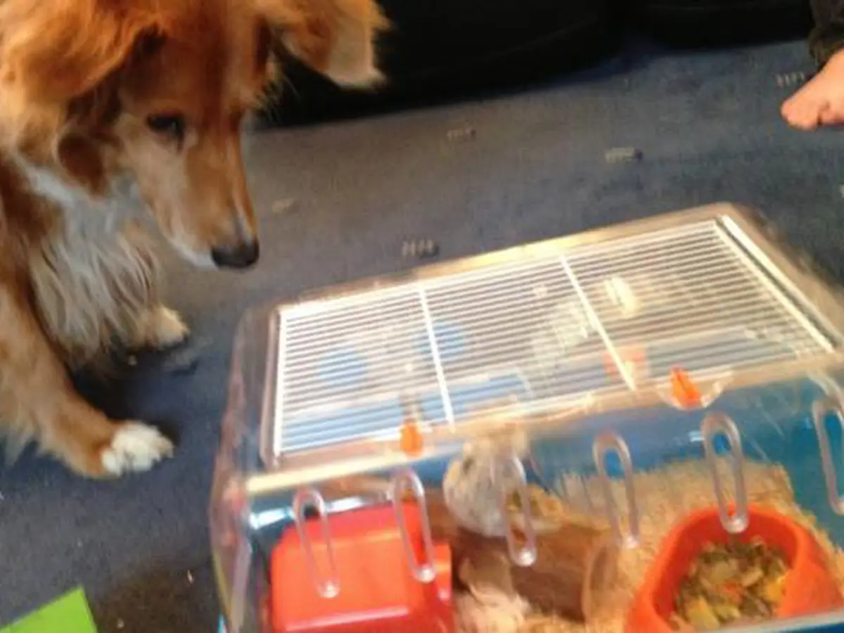 Anjing Berteman dengan Hamster, Bisa atau Tidak Ya? - Lifestyle Fimela.com