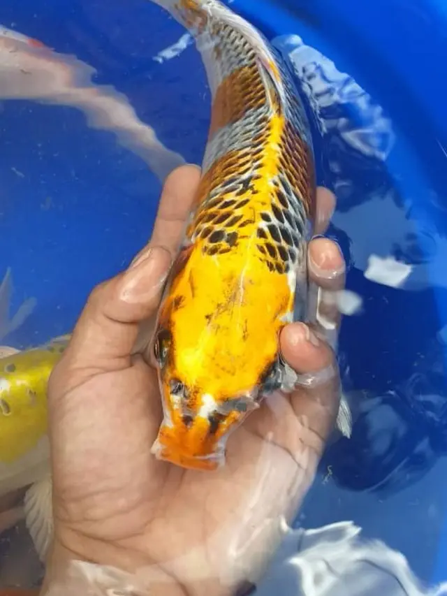 Seekor ikan koi hasil budidaya warga Garut, Jawa Barat terlihat indah dengan warna yang cerah.