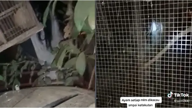 Ayam Berkokok Tiap Malam, Pria Ini Temukan Makhluk Misterius di Belakang Kandang