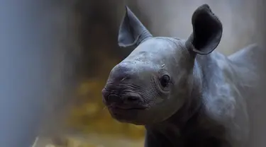 Seekor anak badak hitam berdiri di dalam kandangnya di Kebun Binatang Bassin d'Arcachon, barat daya Prancis, Kamis (19/12/2019). Anak badak yang lahir pada 6 Desember 2019 ini merupakan yang pertama di Prancis dan yang kedua di Eropa pada tahun ini. (NICOLAS TUCAT / AFP)