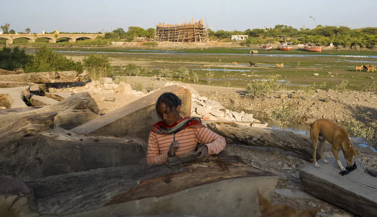 Seorang perempuanmengumpulkan kulit kayu dari papan kayu yang dimaksudkan untuk digunakan dalam pembuatan kapal, saat kapal tradisional sedang dibangun dengan latar belakang Mandvi di Gujarat, India, Selasa (9/1/2024). (AP Photo/Ashwini Bhatia)