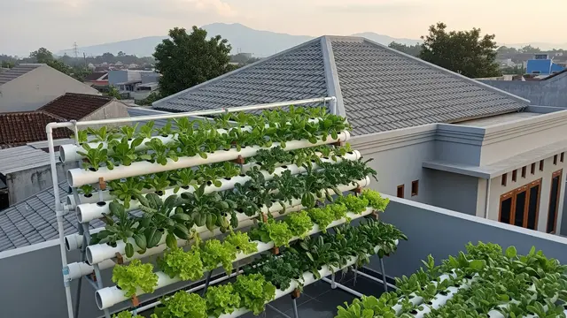 Kebun Hidroponik di Atap Rumah