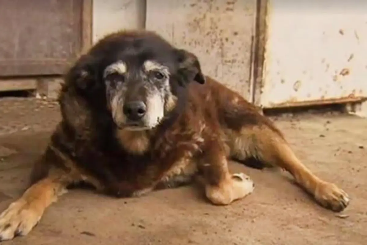 Maggie, Anjing Tertua di Dunia Itu telah Tiada