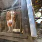 Anjing Pitbull yang menggigit bocah Sasa di Malang, Jawa Timur (Zainul Arifin/Liputan6.com)