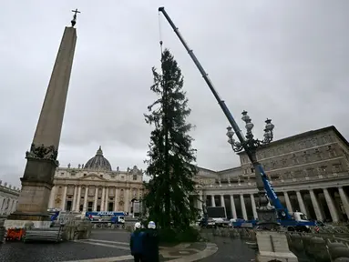 Sebuah derek mengangkat Pohon Natal, saat pemasangannya di Lapangan Santo Petrus di Vatican pada 22 November 2024. (Filippo MONTEFORTE/AFP)