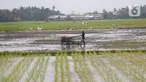 Petani tengah menggarap sawah di Kabupaten Tangerang, Senin (9/8/2021). Mentan Syahrul Yasin Limpo mengatakan sektor pertanian tahan terhadap dampak pandemi COVID-19 yang menyebabkan pertumbuhan ekonomi di sektor lain negatif, sementara di pertanian selalu positif. (Liputan6.com/Angga Yuniar)