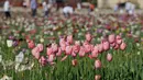 Bunga-bunga tulip yang merekah di taman bunga tulip pertama di Cornaredo, dekat Milan, Senin (23/4). Tak tanggung-tanggung, kebun tulip ini hampir-hampir sama luas dengan yang ada di Belanda. (AP/Luca Bruno)
