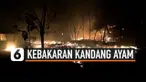 kebakaran kandang ayam thumbnail