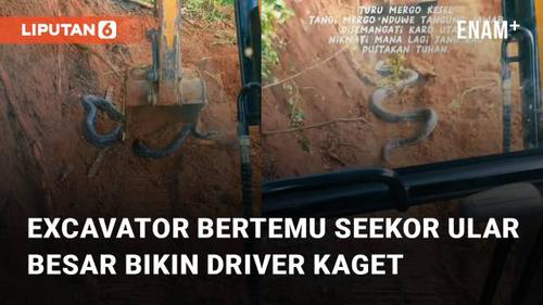 VIDEO: Keruk Tanah, Excavator Bertemu Seekor Ular Besar Bikin Driver Kaget