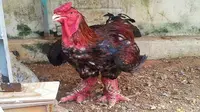 Ayam langka Dong Tao, di Vietnam memiliki kaki tak biasa dengan ukuran sebesar pergelangan tangan manusia