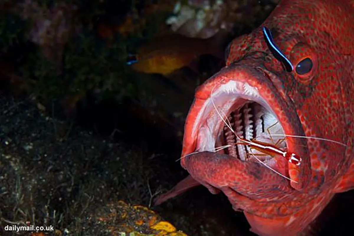 ikan-kerapu-131104b.jpg