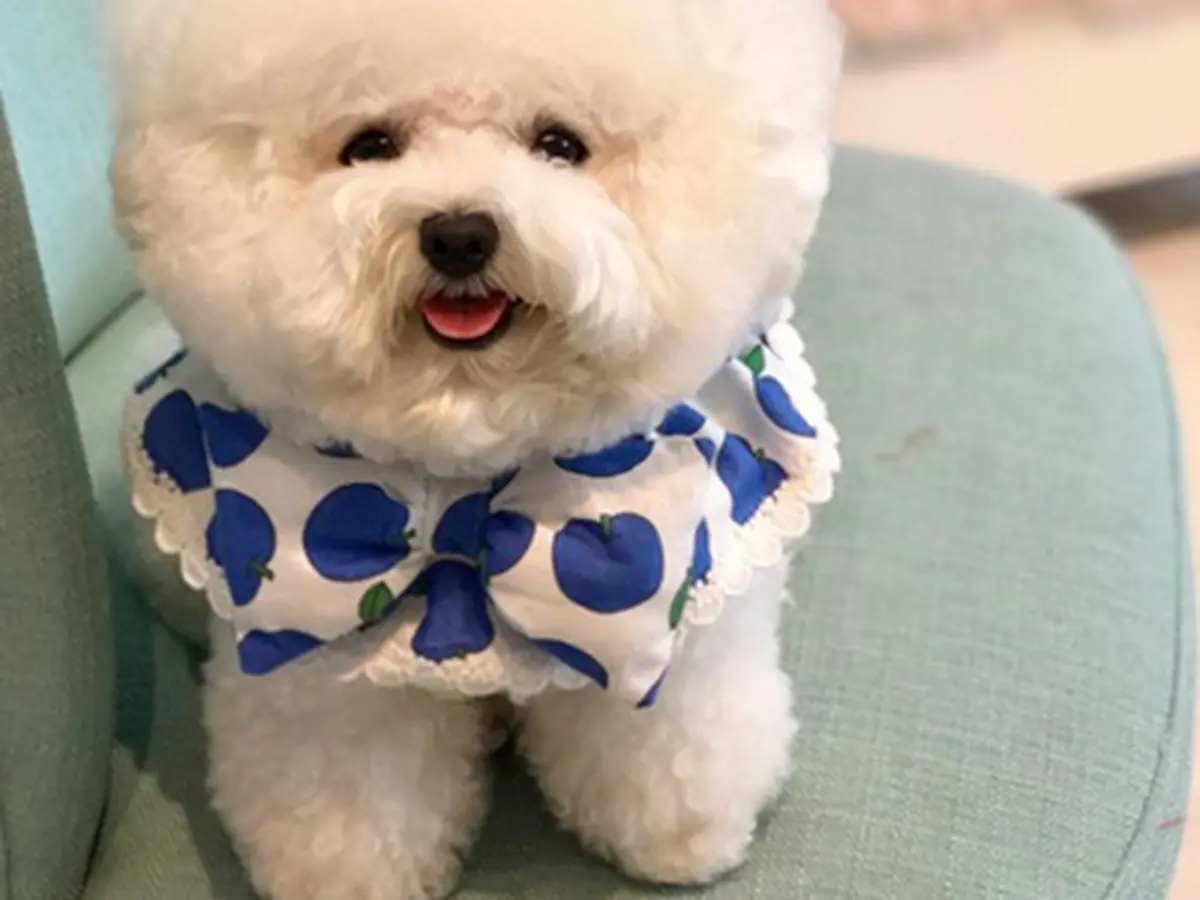 Tori sales bichon frise