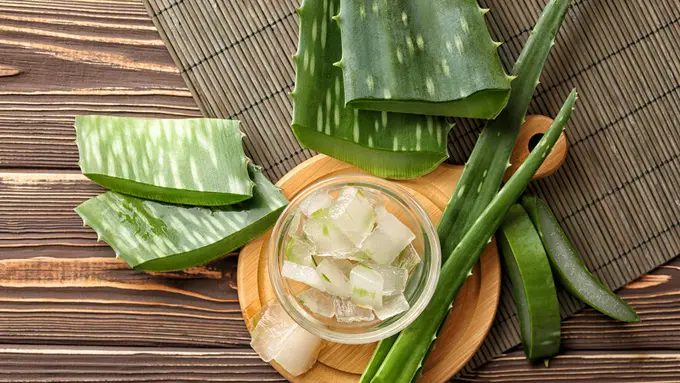 Manfaatkan Pula Tanaman Lidah Buaya